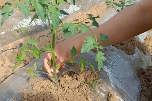 西红柿打杈的方法，分为单干、双干整枝法