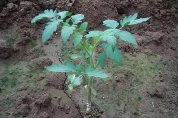 西红柿打杈的方法，分为单干、双干整枝法