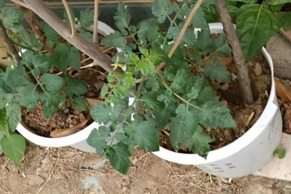 西红柿打杈的方法，分为单干、双干整枝法