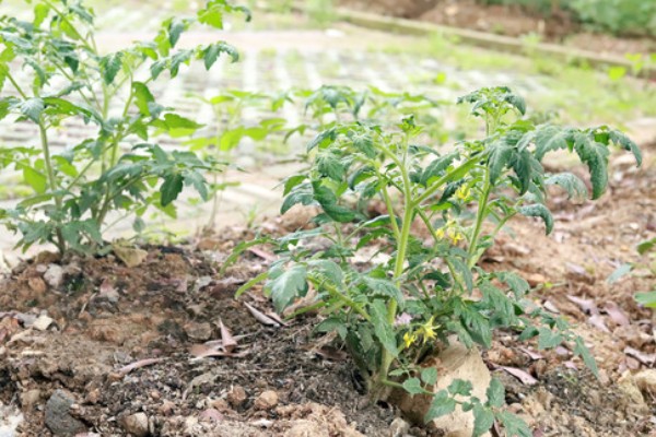 西红柿打杈的方法，分为单干、双干整枝法