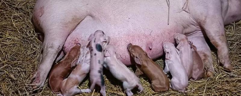 母猪生产要多长时间，分娩时间通常是2-6小时