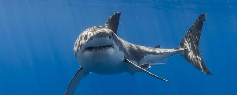 鲨鱼多少天换牙，换牙频率取决于鲨鱼种类