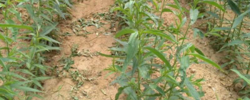 哪些树苗适合在5月份种植，常见石榴树、桃树、桂花树等品种