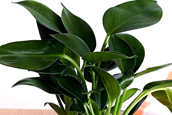 金钻叶片上出现斑点的原因，环境闷热、发生虫害等因素都会引起