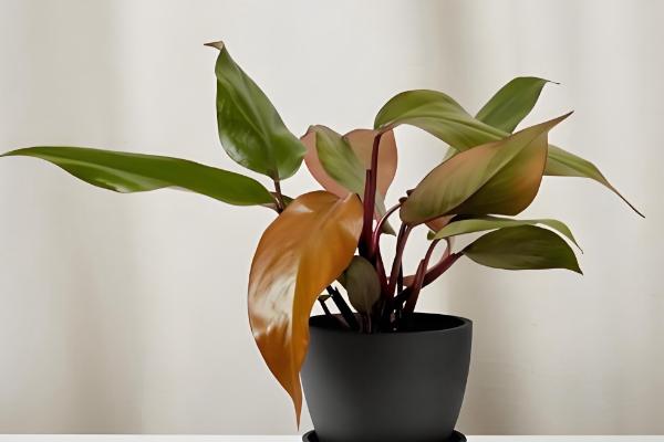 金钻叶片上出现斑点的原因，环境闷热、发生虫害等因素都会引起