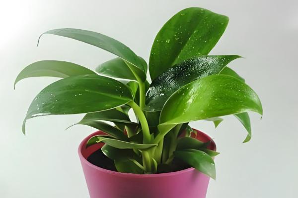 金钻叶片上出现斑点的原因，环境闷热、发生虫害等因素都会引起