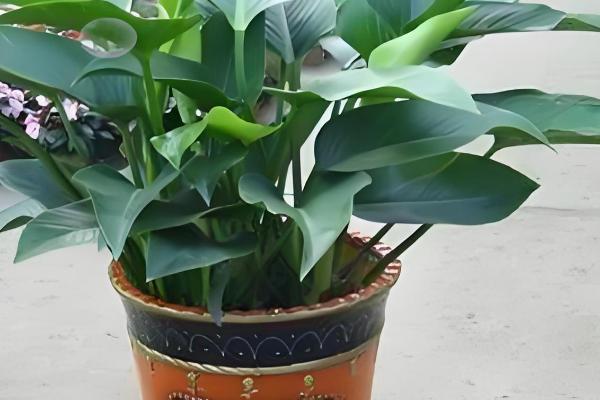 金钻叶片上出现斑点的原因，环境闷热、发生虫害等因素都会引起