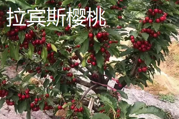 山东樱桃的成熟季节，从春季开始