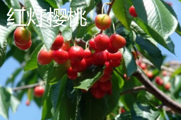 山东樱桃的成熟季节，从春季开始