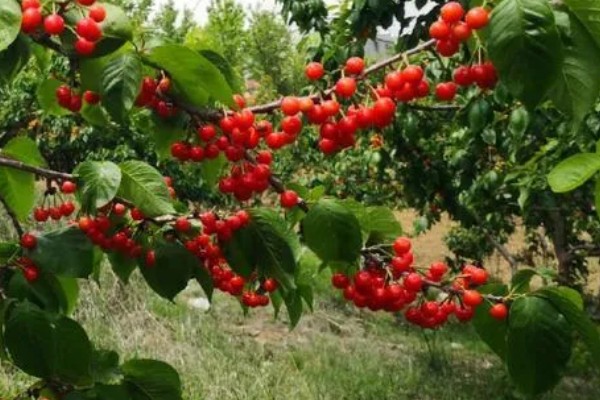山东樱桃的成熟季节，从春季开始