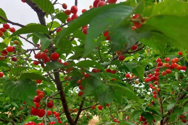 山东樱桃的成熟季节，从春季开始