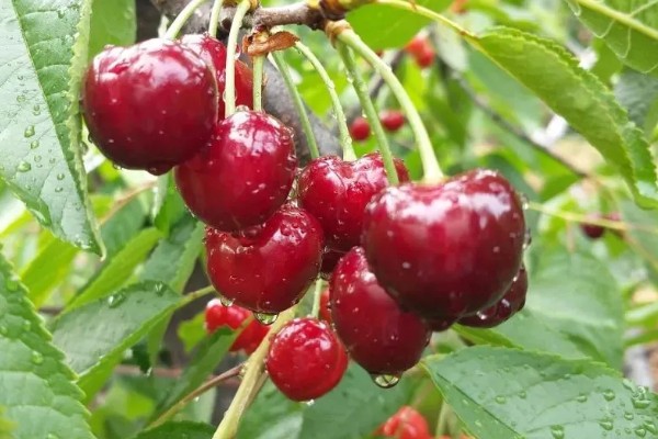 山东樱桃的成熟季节，从春季开始