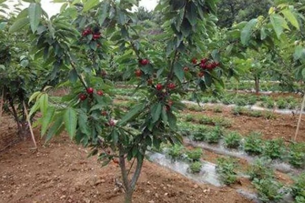 山东樱桃的成熟季节，从春季开始