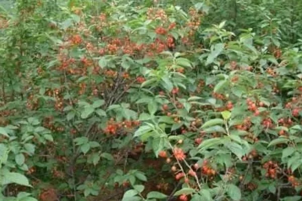 山东樱桃的成熟季节，从春季开始