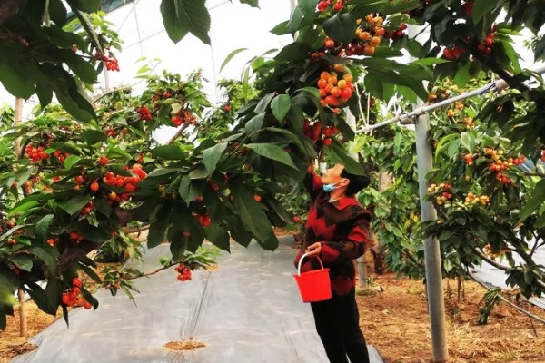 山东樱桃的成熟季节，从春季开始