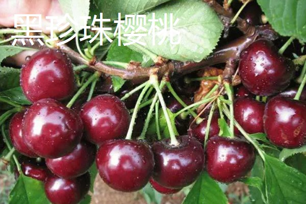 山东樱桃的成熟季节，从春季开始