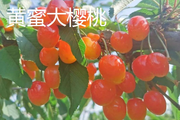 山东樱桃的成熟季节，从春季开始