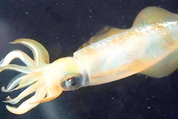 鱿鱼与乌贼有什么区别，前者属于枪乌贼科、后者属于乌贼科