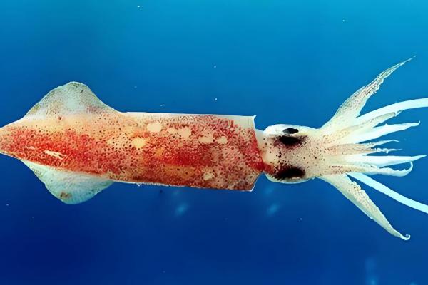 鱿鱼与乌贼有什么区别，前者属于枪乌贼科、后者属于乌贼科