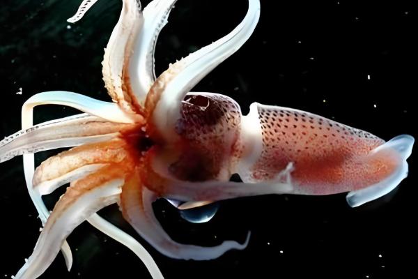 鱿鱼与乌贼有什么区别，前者属于枪乌贼科、后者属于乌贼科