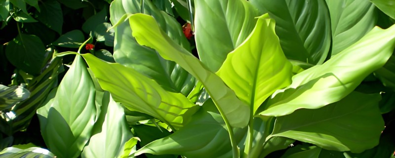 万年青可以驱蟑螂吗，其香味能驱蟑螂