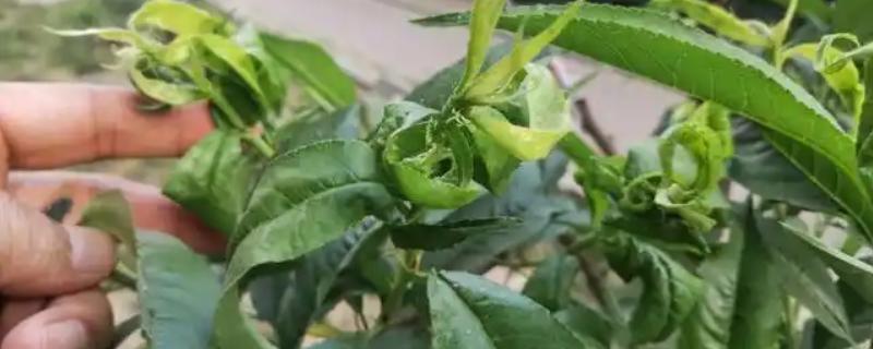 果树卷叶虫怎么防治，幼虫发生期可使用辛硫磷或敌百虫原药