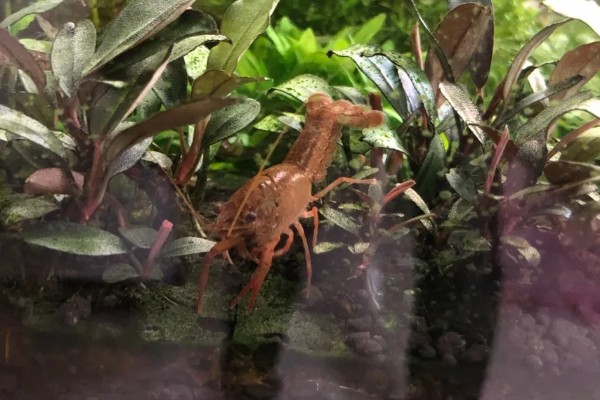 家养小龙虾可以活多久,通常能活2-3年