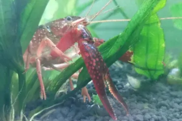 家养小龙虾可以活多久,通常能活2-3年