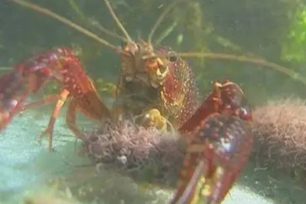 家养小龙虾可以活多久,通常能活2-3年