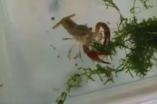 家养小龙虾可以活多久,通常能活2-3年