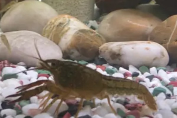 家养小龙虾可以活多久,通常能活2-3年