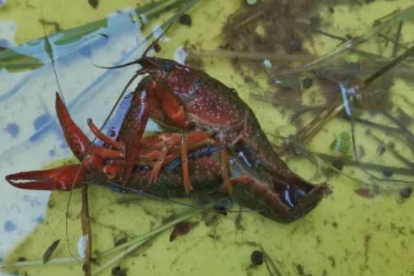 家养小龙虾可以活多久,通常能活2-3年