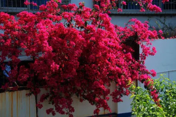 地栽三角梅只长枝不开花的原因，可能是缺光、没有修剪等因素造成