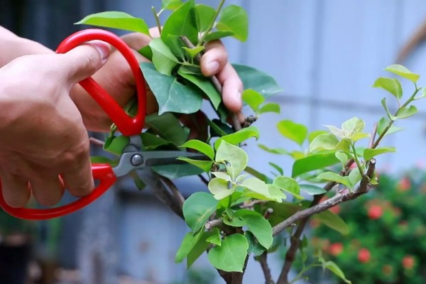 地栽三角梅只长枝不开花的原因，可能是缺光、没有修剪等因素造成