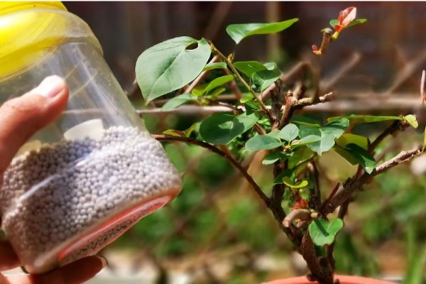 地栽三角梅只长枝不开花的原因，可能是缺光、没有修剪等因素造成