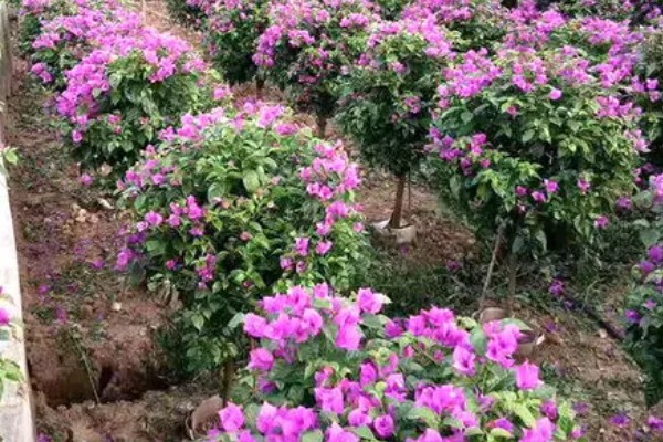 地栽三角梅只长枝不开花的原因，可能是缺光、没有修剪等因素造成