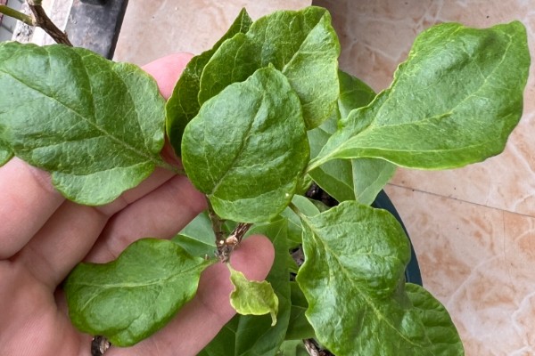 地栽三角梅只长枝不开花的原因，可能是缺光、没有修剪等因素造成