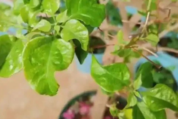 地栽三角梅只长枝不开花的原因，可能是缺光、没有修剪等因素造成