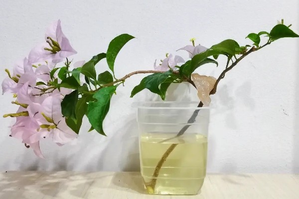 三角梅泡水中可以生根吗，可以生根