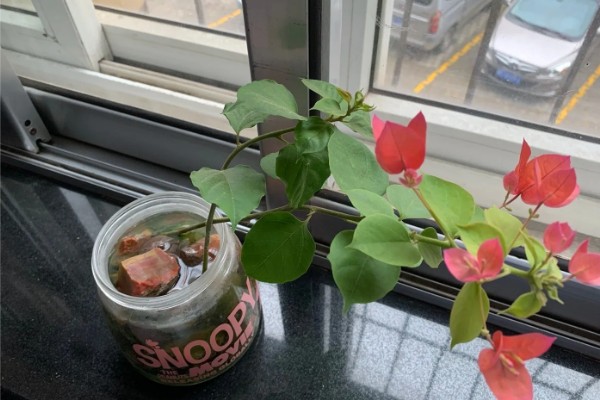 三角梅泡水中可以生根吗，可以生根