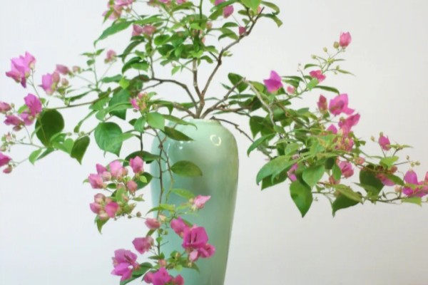 三角梅泡水中可以生根吗，可以生根