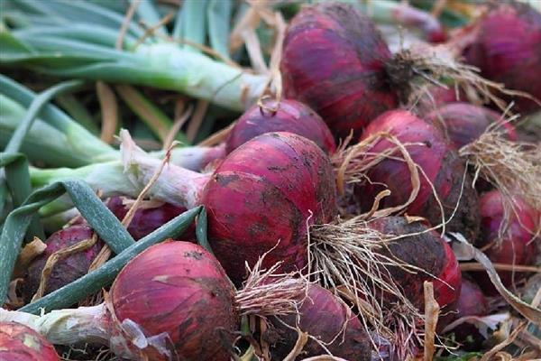 洋葱生长异常怎么办，需加强田间管理