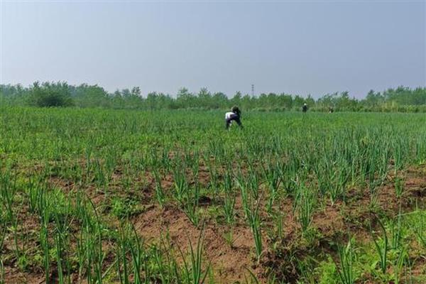 洋葱生长异常怎么办，需加强田间管理