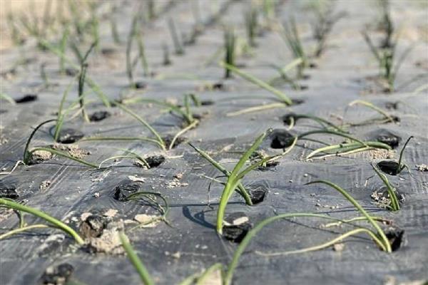 洋葱生长异常怎么办，需加强田间管理