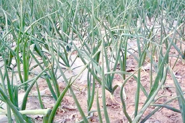 洋葱生长异常怎么办，需加强田间管理