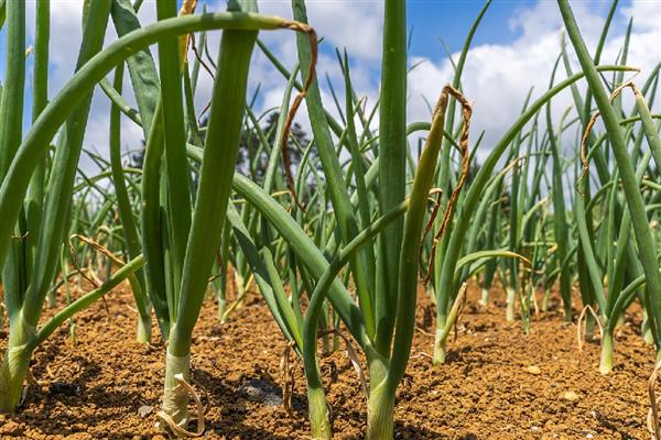 洋葱生长异常怎么办，需加强田间管理