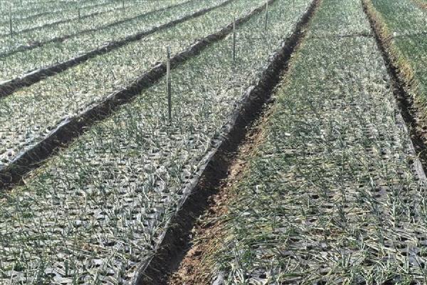 洋葱生长异常怎么办，需加强田间管理