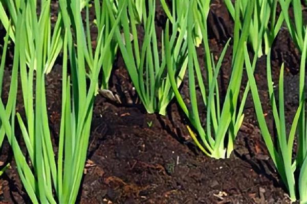 洋葱生长异常怎么办，需加强田间管理