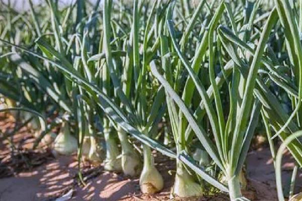 洋葱生长异常怎么办，需加强田间管理