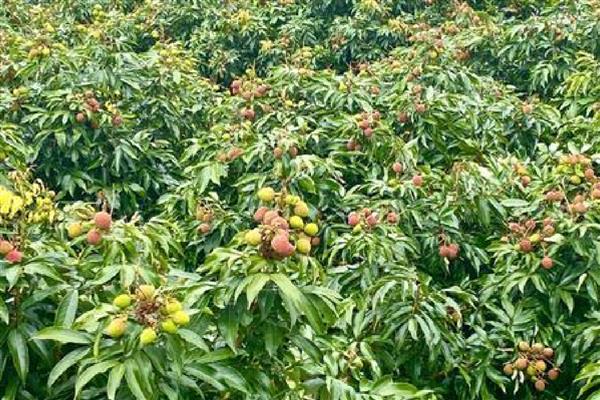 避免荔枝裂果的方法,满足三要素并补充微量元素